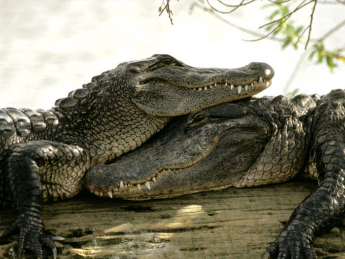 крокодилы для акб
